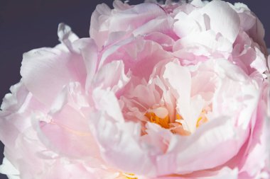 Gri arka planda zarif pembe şakayık çiçeği.