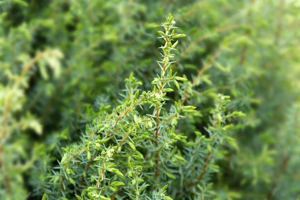 Close Zicht Een Jonge Tak Van Een Jeneverstruik — Stockfoto