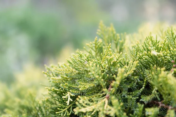 Close Uitzicht Van Een Jonge Tak Van Een Thuja Bush — Stockfoto