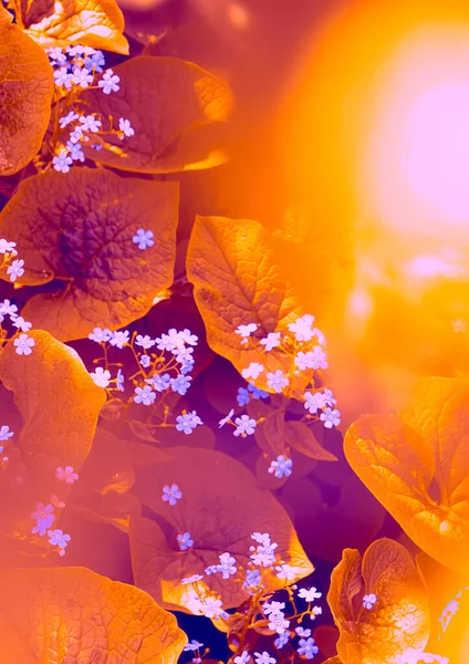 Fond Orange Vif Avec Des Fleurs Sauvages Tonus Concept Plante — Photo