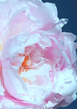 Gri arka planda zarif pembe şakayık çiçeği.