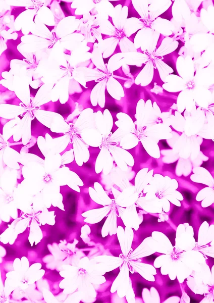 Pequenas Flores Brancas Primavera Fundo Rosa — Fotografia de Stock