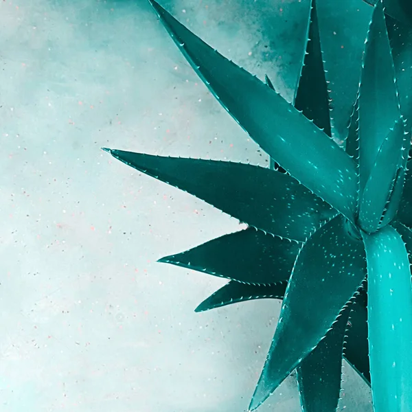 Górny Wgląd Listowia Aloesu Rośliny Zbliżenie Które Stoi Betonowej Powierzchni — Zdjęcie stockowe