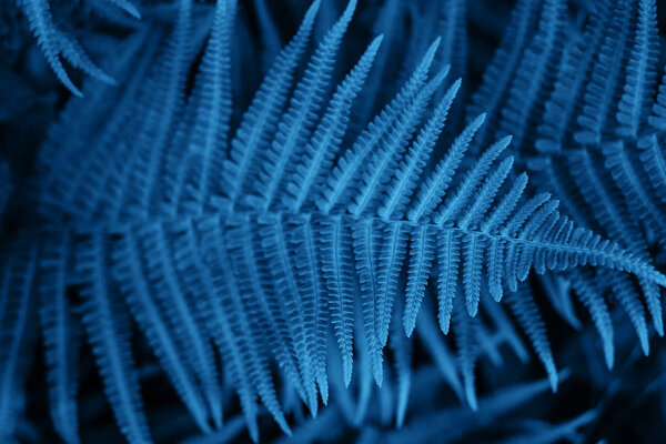 Blue fern leaves texture