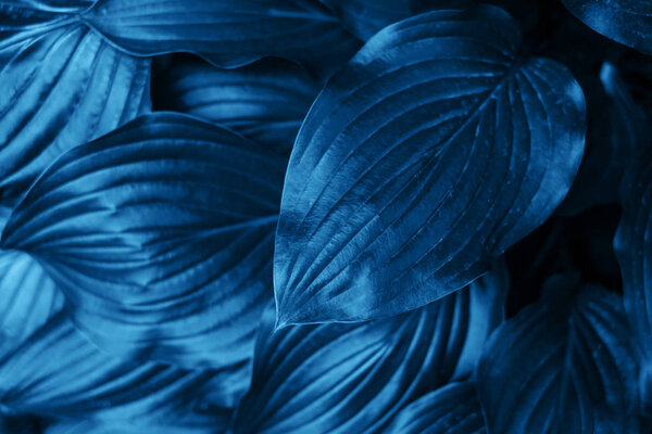 Blue leaves texture