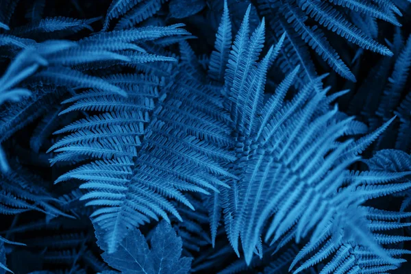 Blue fern leaves texture — Stock Photo, Image