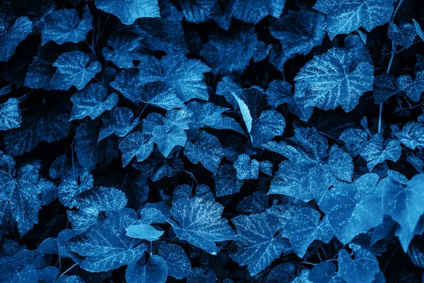 Blue leaves texture Royalty Free Stock Photos