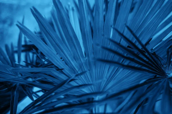 Texture foglie blu — Foto Stock