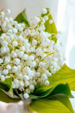 Leylak çiçeği arka plan