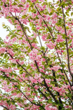 Pembe kiraz sakura çiçeği arka plan