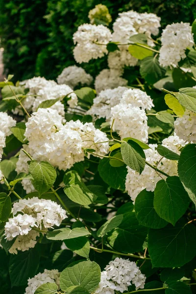 白色的绣花花 — 图库照片