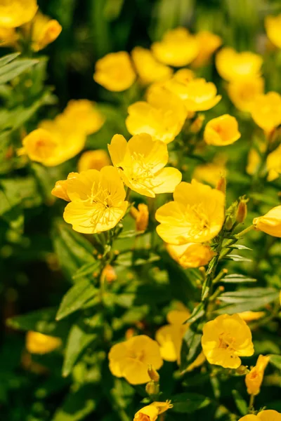 Evening Primrose çiçek — Stok fotoğraf