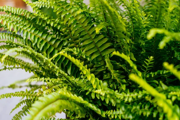 Tekstura liści zielonych — Zdjęcie stockowe