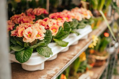 Çiçekçide görülen güzel saksılar.