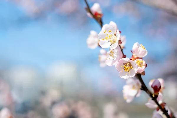 Elma ağacı çiçekli ve bulanık bokeh efektli güzel bir arkaplan.