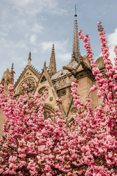 Paris France April 2019 Cathedral Notre Dame Paris Spring Pink — Stock Photo, Image