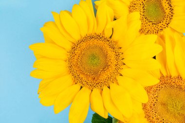 Mavi arkaplanda izole edilmiş parlak ayçiçeği buketi