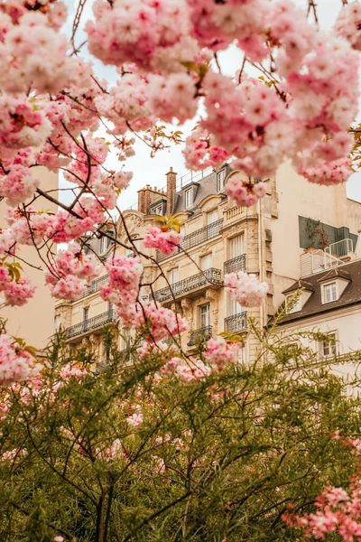 Belles rues de Paris avec sakura en fleurs — Photo