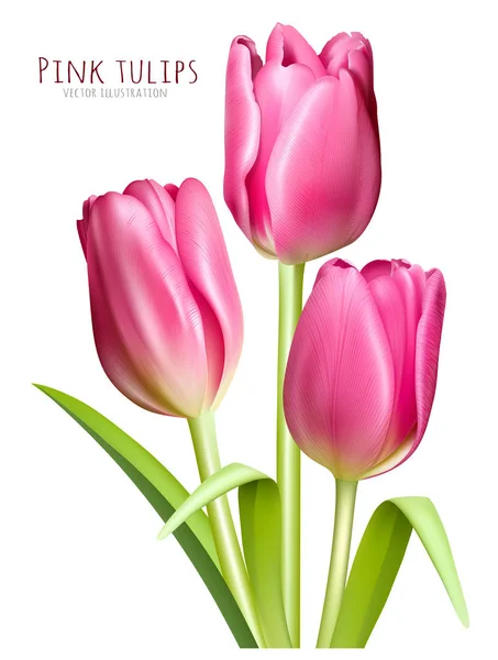 Primavera tulipanes rosa vector ilustración — Vector de stock