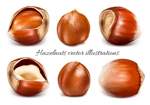 Collection of vector illustrations hazelnuts Royalty Free Stock Illustrations