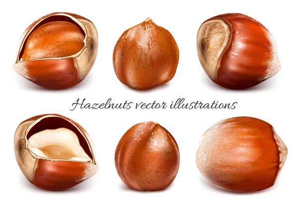 Verzameling van vector illustraties hazelnoten Rechtenvrije Stockillustraties