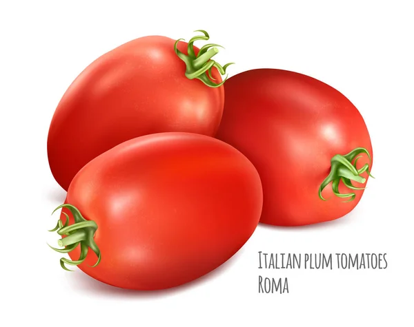 Tomates de ameixa italianos Roma . —  Vetores de Stock