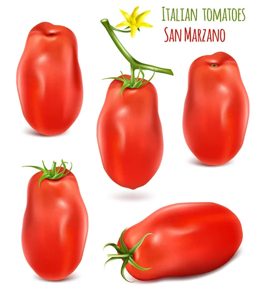 Colección de tomates ciruela italianos San Marzano . — Vector de stock