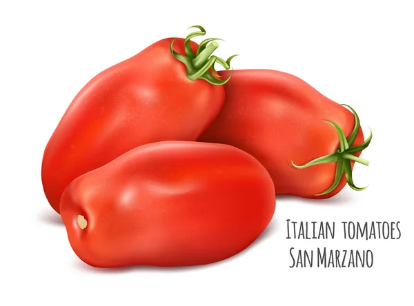 Tomates de ciruela italianos San — Vector de stock