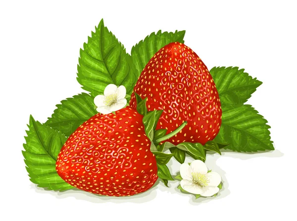 Strawberries with leaves and blossoms — Stock Vector