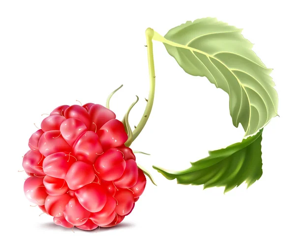 Raspberry Dapat disunting penuh buatan tangan - Stok Vektor