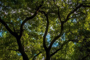 Istanbul, Türkiye, 11 Haziran 2006: Istanbul 'un ağaçlar