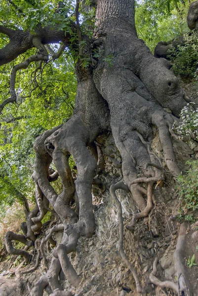 Istanbul, Türkiye, 32 Nisan 2010: Ağaç inek
