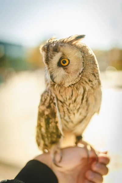 Sonbahar yeşilliklerinin arka planında bir erkeğin eli üzerinde oturan inanılmaz güzel baykuş. güneşli arkaplan