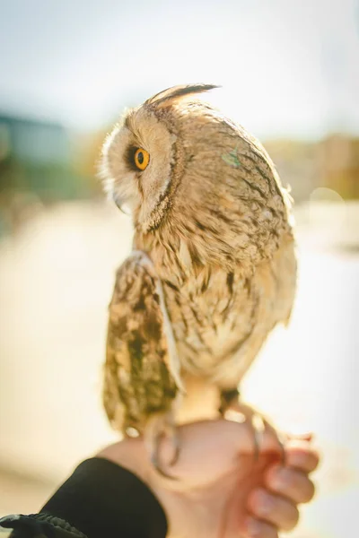 Sonbahar yeşilliklerinin arka planında bir erkeğin eli üzerinde oturan inanılmaz güzel baykuş. güneşli arkaplan