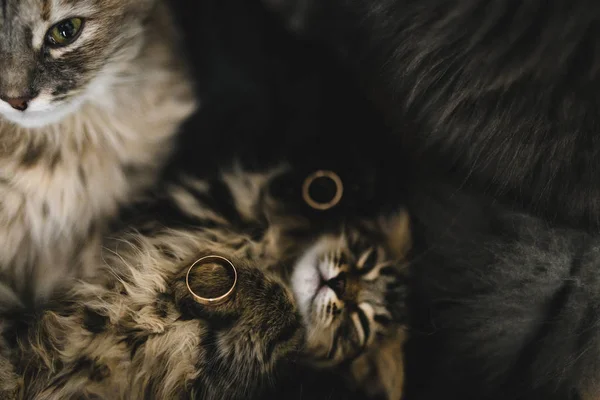 Anéis de casamento de ouro encontra-se em um gatinho dormindo pouco perto ou entre outros cats.Sweet gato cinza dormindo entre sua mãe e father.sweetest gatos foto atmosfera do casamento. Gatos no casamento — Fotografia de Stock