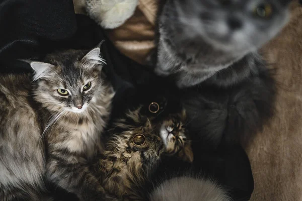 Altın alyanslar, diğer kedilerin yanında ya da arasında uyuyan küçük bir kedi yavrusunun üzerinde yatıyor. Annesi ve babasının arasında uyuyan tatlı gri kedi. En tatlı kediler düğün atmosferini fotoğraflıyor. Düğündeki kediler