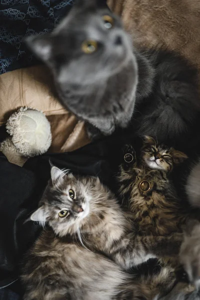 Altın alyanslar, diğer kedilerin yanında ya da arasında uyuyan küçük bir kedi yavrusunun üzerinde yatıyor. Annesi ve babasının arasında uyuyan tatlı gri kedi. En tatlı kediler düğün atmosferini fotoğraflıyor. Düğündeki kediler