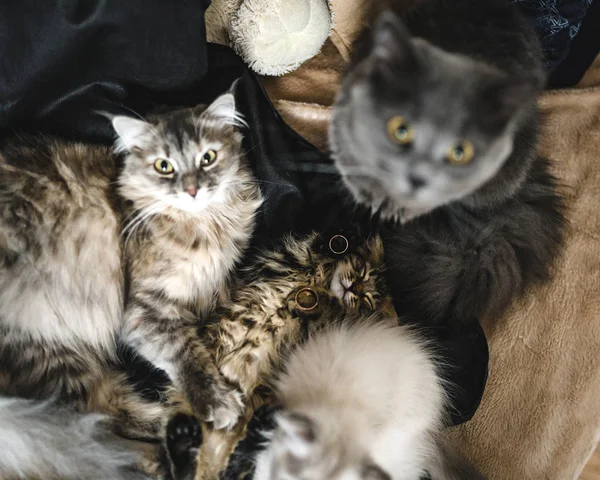 Altın alyanslar, diğer kedilerin yanında ya da arasında uyuyan küçük bir kedi yavrusunun üzerinde yatıyor. Annesi ve babasının arasında uyuyan tatlı gri kedi. En tatlı kediler düğün atmosferini fotoğraflıyor. Düğündeki kediler