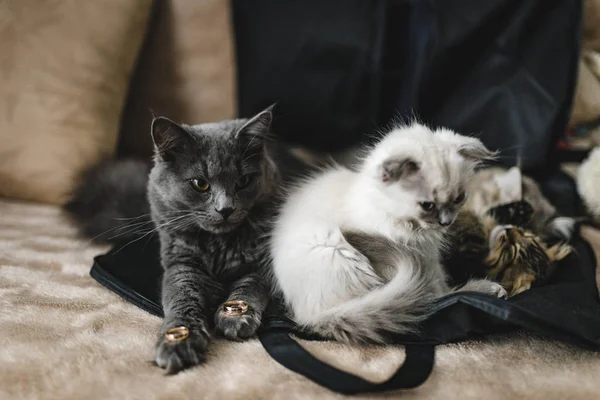 Altın alyanslar, diğer kedilerin yanında ya da arasında uyuyan küçük bir kedi yavrusunun üzerinde yatıyor. Annesi ve babasının arasında uyuyan tatlı gri kedi. En tatlı kediler düğün atmosferini fotoğraflıyor. Düğündeki kediler