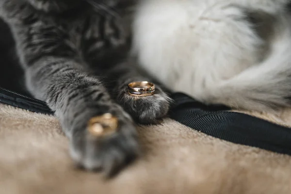 Kedi Pençeli Evlilik Yüzüğü. Pençelerinde alyansları olan sevimli, tüylü bir kedi. Kedilerle düğün atmosferi. Kediler parlak kanepede yatıyor.