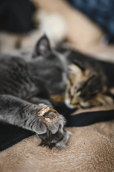 Wedding Ring In Cats Paws. cute fluffy cat with wedding rings on its paws. wedding atmosphere with cats. Cats are lying on bright sofa — Stock Photo, Image