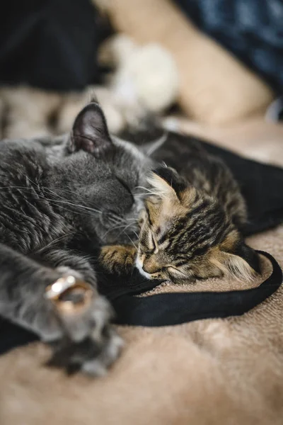 Kedi Pençeli Evlilik Yüzüğü. Pençelerinde alyansları olan sevimli, tüylü bir kedi. Kedilerle düğün atmosferi. Kediler parlak kanepede yatıyor.