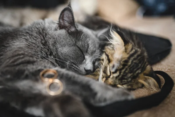 Kedi Pençeli Evlilik Yüzüğü. Pençelerinde alyansları olan sevimli, tüylü bir kedi. Kedilerle düğün atmosferi. Kediler parlak kanepede yatıyor.