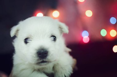 Bir aylık West Highland beyaz teriyer köpeği. Küçük sevimli sevimli köpek kameraya bakıyor. Köpek, Noel oyuncaklarıyla dolu renkli bir arka planda. Yeni yıl hediyeleri.