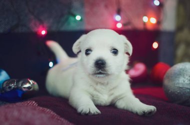 Bir aylık West Highland beyaz teriyer köpeği. Küçük sevimli sevimli köpek kameraya bakıyor. Köpek, Noel oyuncaklarıyla dolu renkli bir arka planda. Yeni yıl hediyeleri.