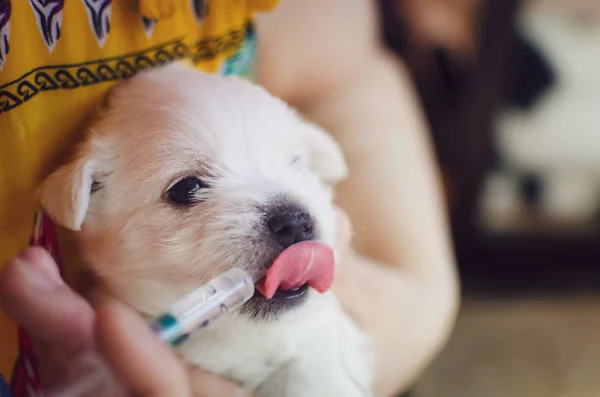 Miesięczny Szczeniak West Highland White Terrier Mały Uroczy Piesek Patrzy — Zdjęcie stockowe