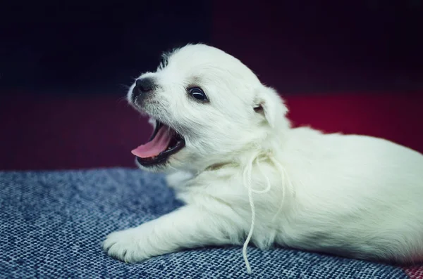 Miesięczny Szczeniak West Highland White Terrier Mały Uroczy Piesek Patrzy — Zdjęcie stockowe