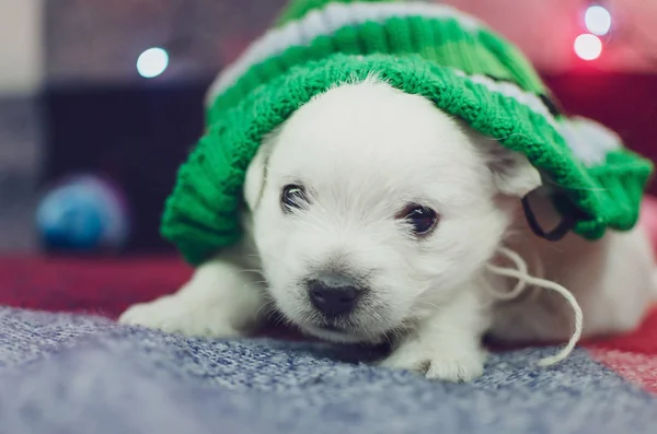 웨스트 하일랜드의 테리어 강아지 귀여운 카메라를 있습니다 크리스마스 장난감으로 배경을 — 스톡 사진