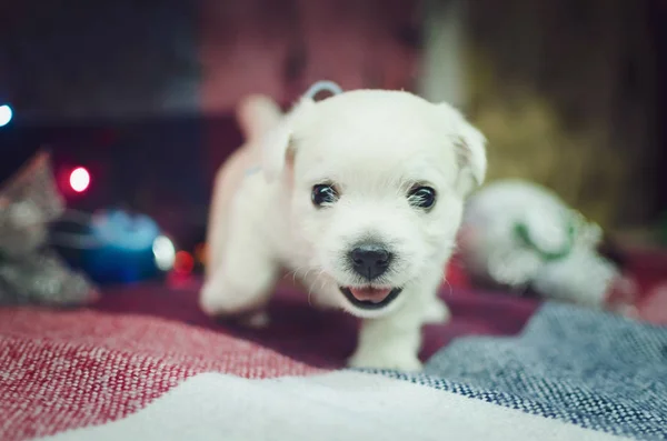 Miesięczny Szczeniak West Highland White Terrier Mały Uroczy Piesek Patrzy — Zdjęcie stockowe