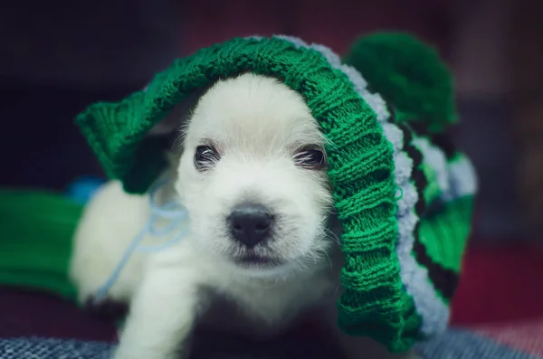 Miesięczny Szczeniak West Highland White Terrier Mały Uroczy Piesek Patrzy — Zdjęcie stockowe